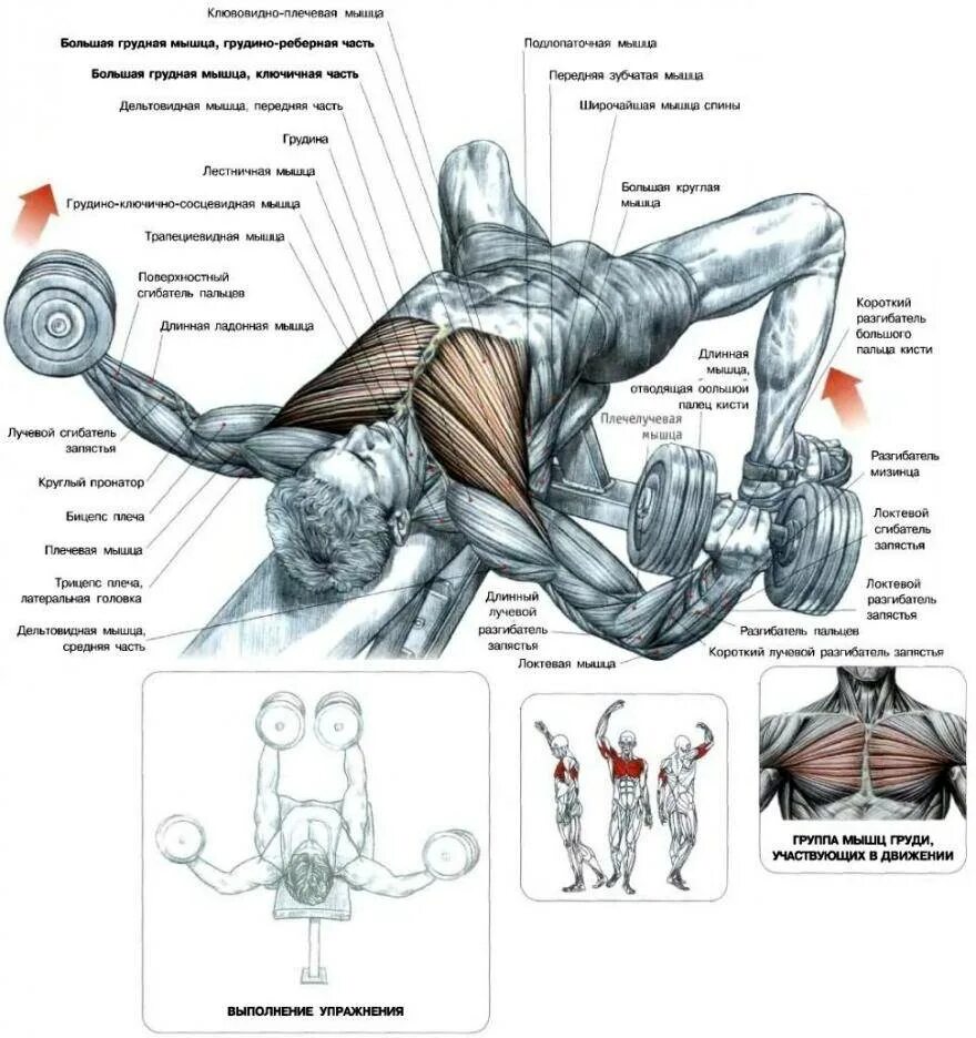 Упражнения на грудные в домашних условиях. Проработка низа грудных мышц. Управление с гантелями на грудные мышцы. Разводка на грудные мышцы в блоке. Прокачать низ грудных мышц гантелями.