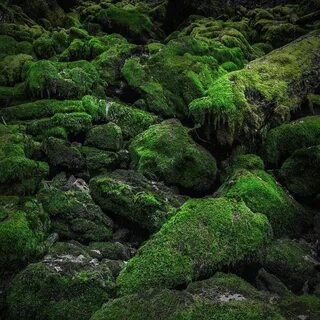 Moss rocks