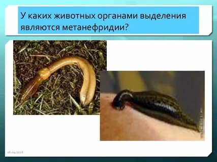 У каких животных впервые появилась полость