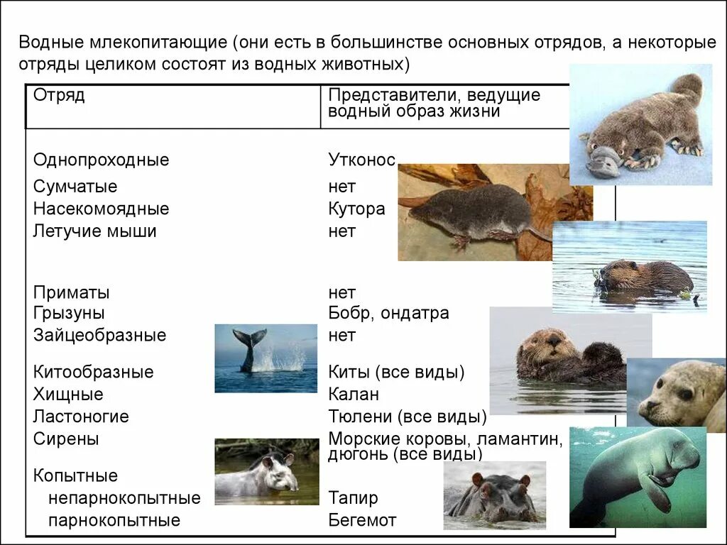 Виды водных млекопитающих. Млекопитающие представители. Водные млекопитающие примеры. Описание водных млекопитающих. Примеры водных групп