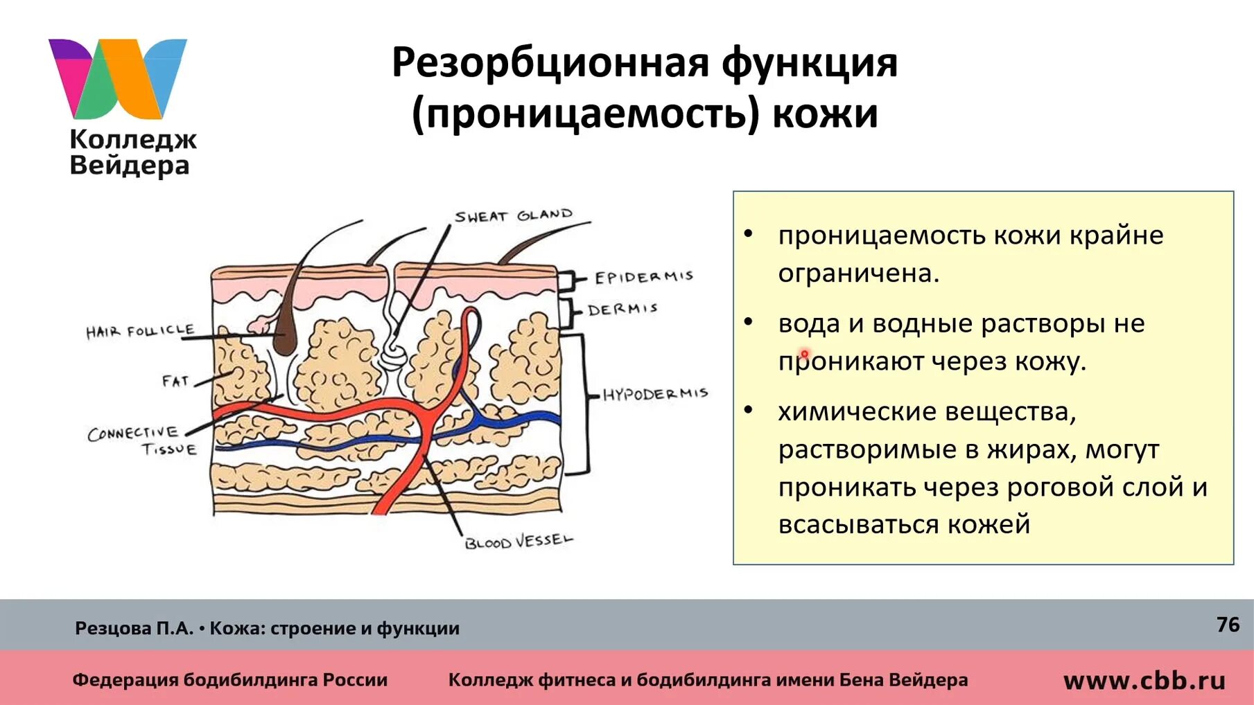 Какие три слоя кожи