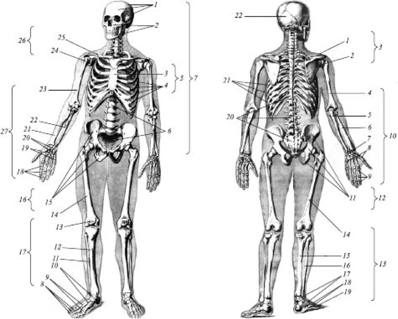 Рис 14 скелет человека вид спереди. Строение костей человека спереди. Скелет туловища анатомия на латыни.