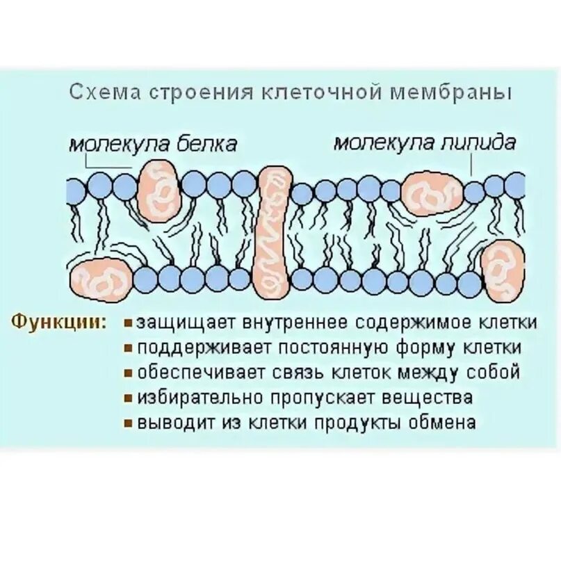 Мембрана клеток включает. Клеточная мембрана строение и функции. Клеточная мембрана структура и функции. Клеточная мембрана 9 класс биология. Клеточная мембрана структура строение и функции.