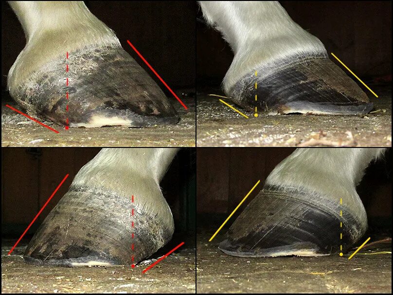 Ламинит (диффузный асептический пододерматит). Торцовость копыта лошади. Копытный рог