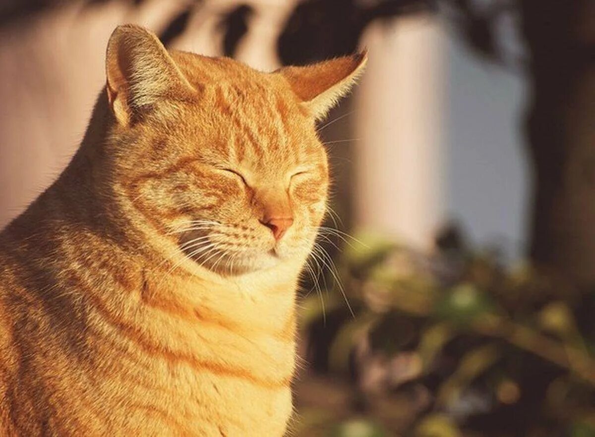 Кот солнышко. Кот на солнышке. котик на солнышке. кошка на солнце. кот щурится.