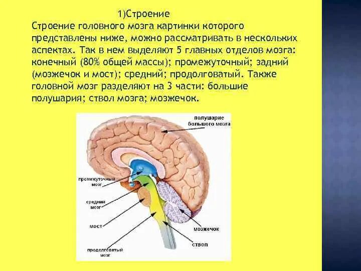 Строение головного мозга. Строение головного мозга человека. Анатомия мозга с описанием. Структуры головного мозга рисунок 80. Структура головного мозга включает