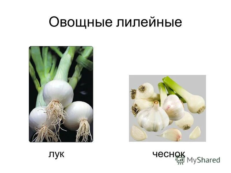 Лилейные однодольные растения примеры Многообразие цветковых растений. Отдел Покрытосеменные презентация онлайн