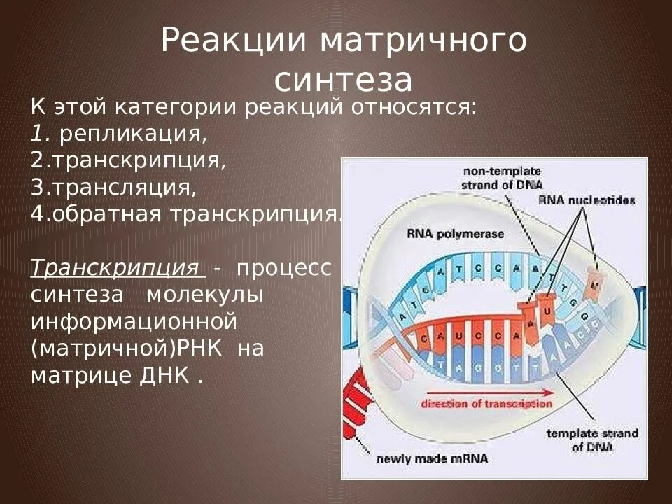 Матричная репликация. Реакции матричного синтеза репликация днк. реакция матричного синтеза: репликация днк, биосинтез белка.. реакции матричного синтеза это синтез. реакция матричного синтеза трансляция.