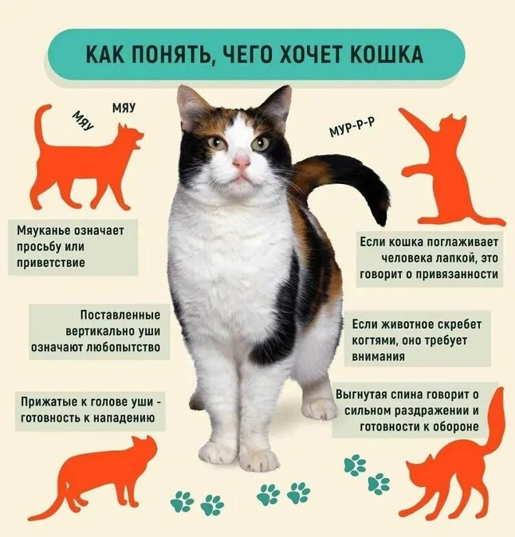 Почему кошка не принимает котенка. Как понять кота. как понять что хочет кот. как понять чего хочет кошка.