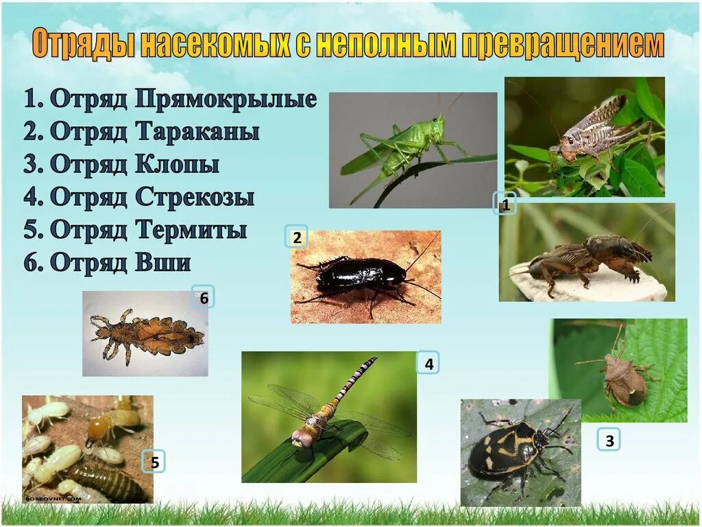 Насекомые имеют 3 отдела. Отряды насекомых с неполным превращением. Отряды насекомых Прямокрылые. Отряды насекомых с неполным превращением отряд в. Примеры насекомых с полным превращением и с неполным превращением.