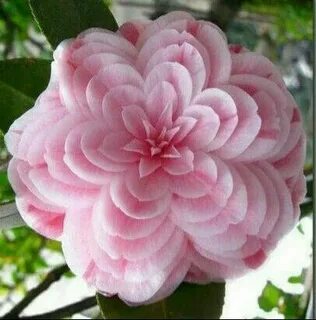 Saint avangeline your rarest of flowers