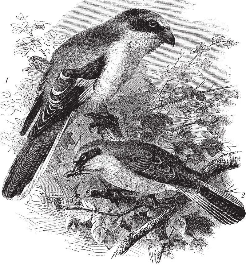 Что любят птицы. Энциклопедия. Пернатые читать. Пернатые читать. Лесные хитрецы скребицкий.