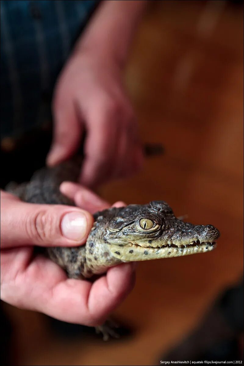 Нильский крокодил маленький. Крокодил аллигатор кайман. Покажи маленького крокодила. Детеныш крокодила. Самый маленький вид крокодилов.
