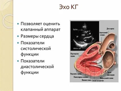 Эхо кг в новокузнецке