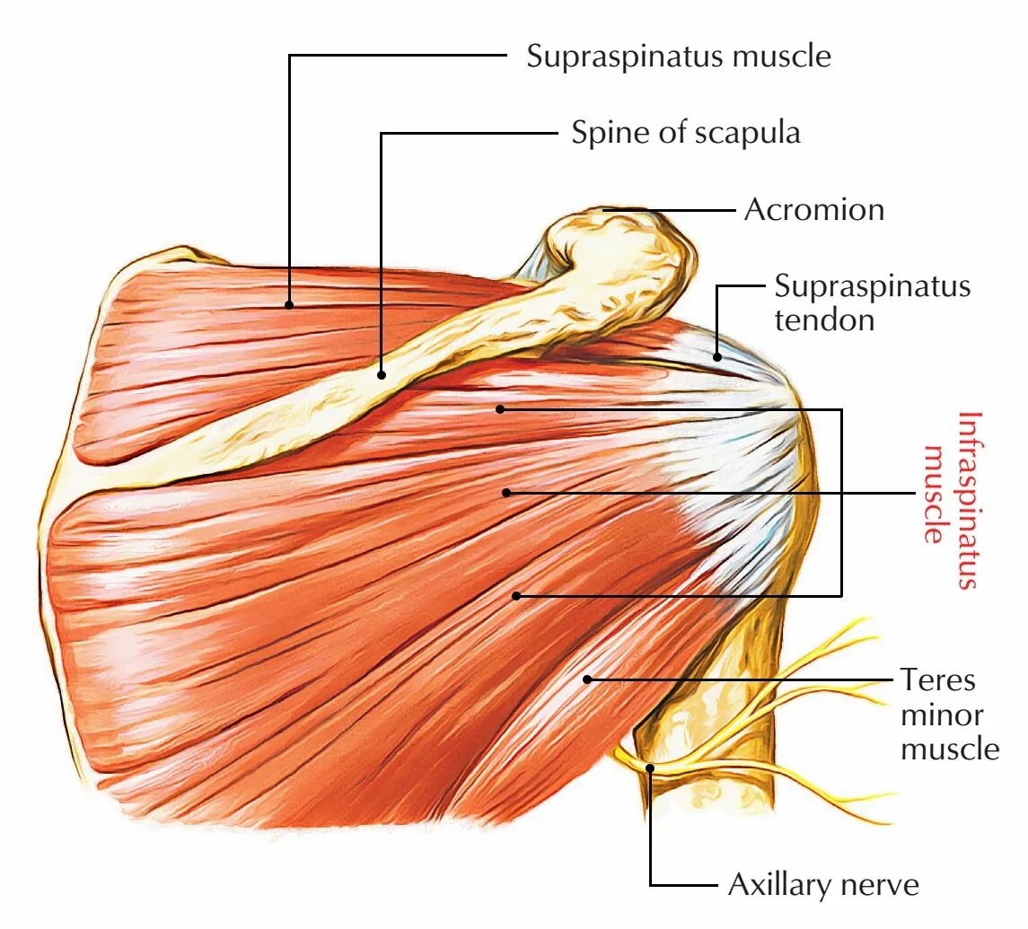 Подостная мышца инфраспинатус. Надостная мышца(musculus Supraspinatus). Подостная мышца (musculus infraspinatus),. Подлопаточная мышца m. Subscapularis.