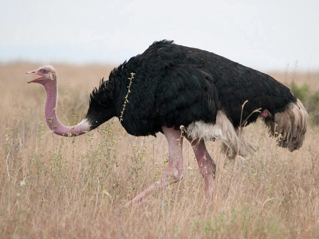 Африканский страус. Большие птицы. Самый большой страус. Самые большие птицы. Самый крупный страус
