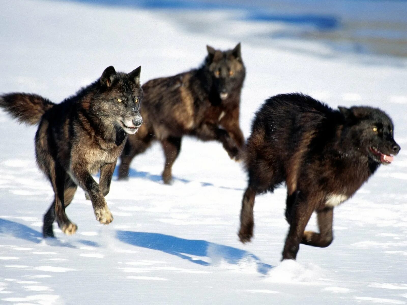 Волчья стая группа. Чёрные волки Аляски схватка 2013. Canis Lupus pambasileus. Черный волк. Стая на английском