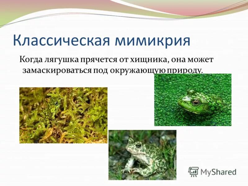 Чит мимикрия 1. Чит мимикрия 1. 4 1. Мимикрия это в биологии. Оса символ.