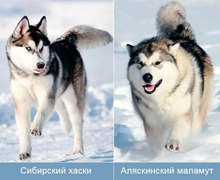Хаски минусы породы. Аляскинский маламут и сибирский хаски. лайка хаски маламут. маламут vs хаски. что такое порода собака аляскинский сибирской хаски.