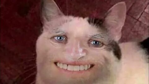 Коты мемы оригиналы