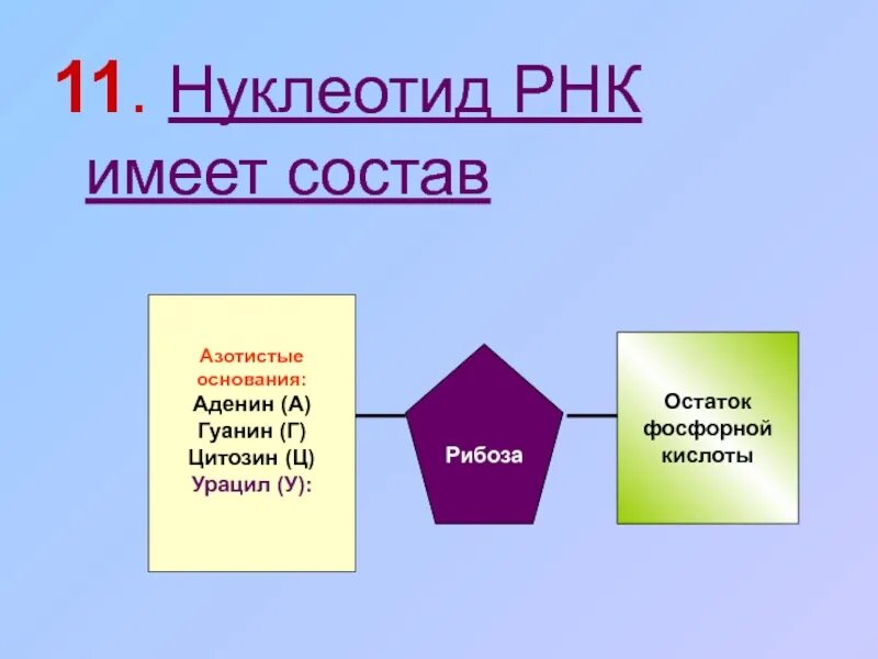Состоит из нуклеотидов может иметь форму. Состоит из нуклеотидов может иметь форму