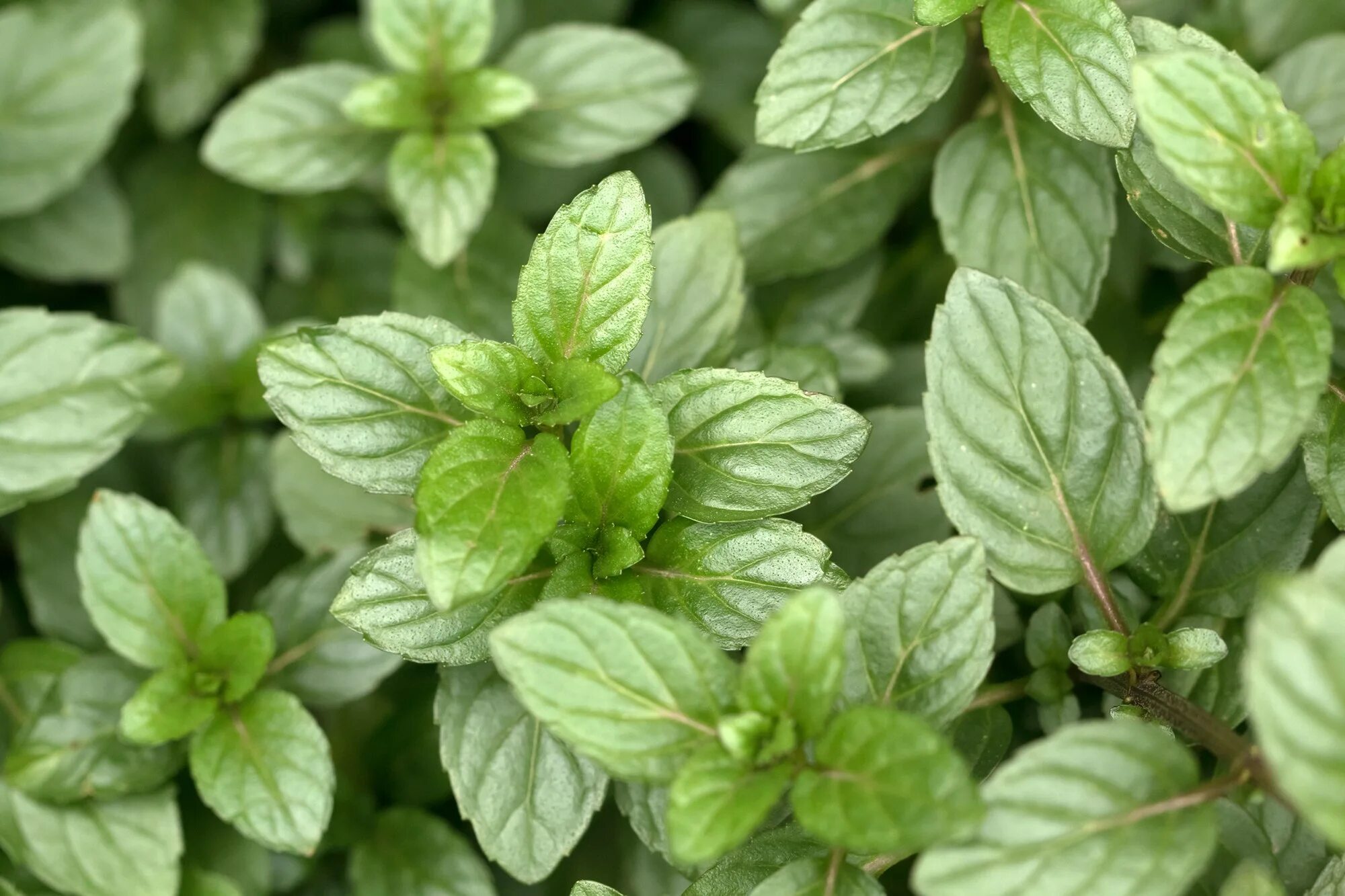 Мята ароматная. Мята перечная растение. Мята перечная 'Chocolate' / Mentha piperita 'Chocolate'. Мята душистая. Мята ползучая.