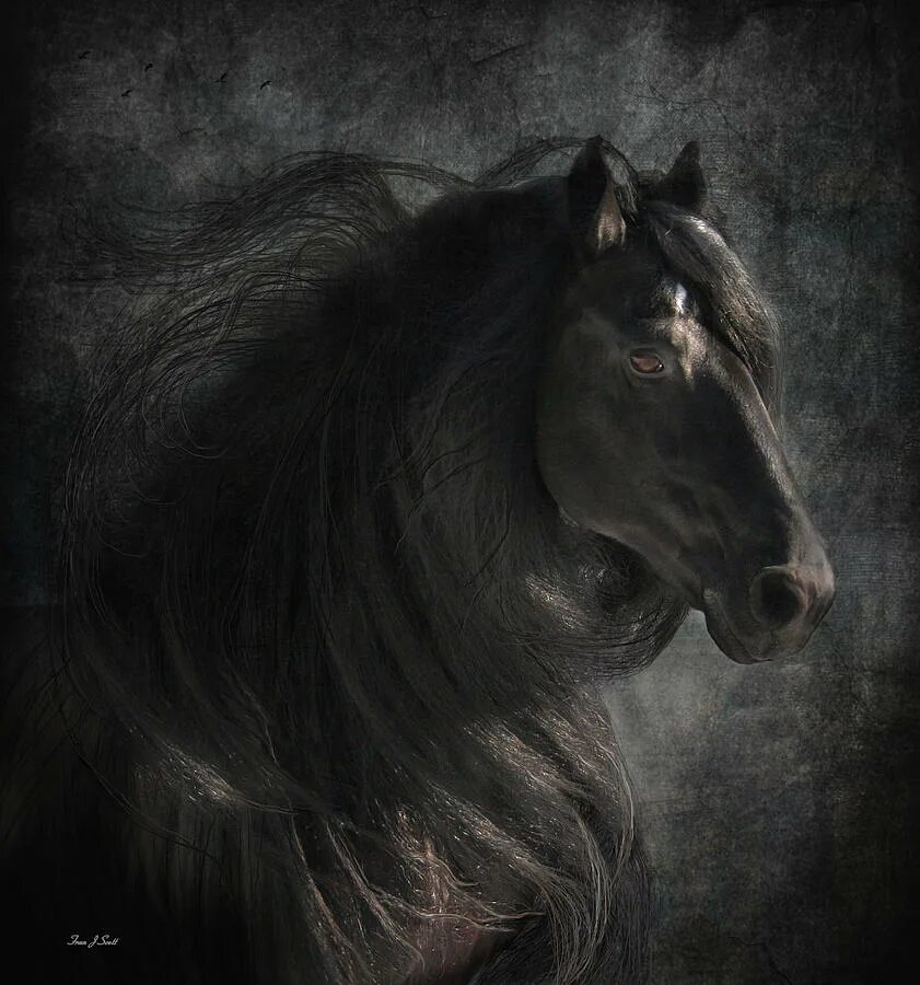 лошадь перевертыш. оптическая иллюзия черный конь. оптическая иллюзия черный конь. лошадь чб. лошади.