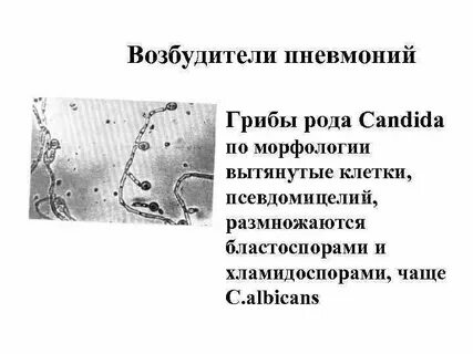Возбудитель гриба