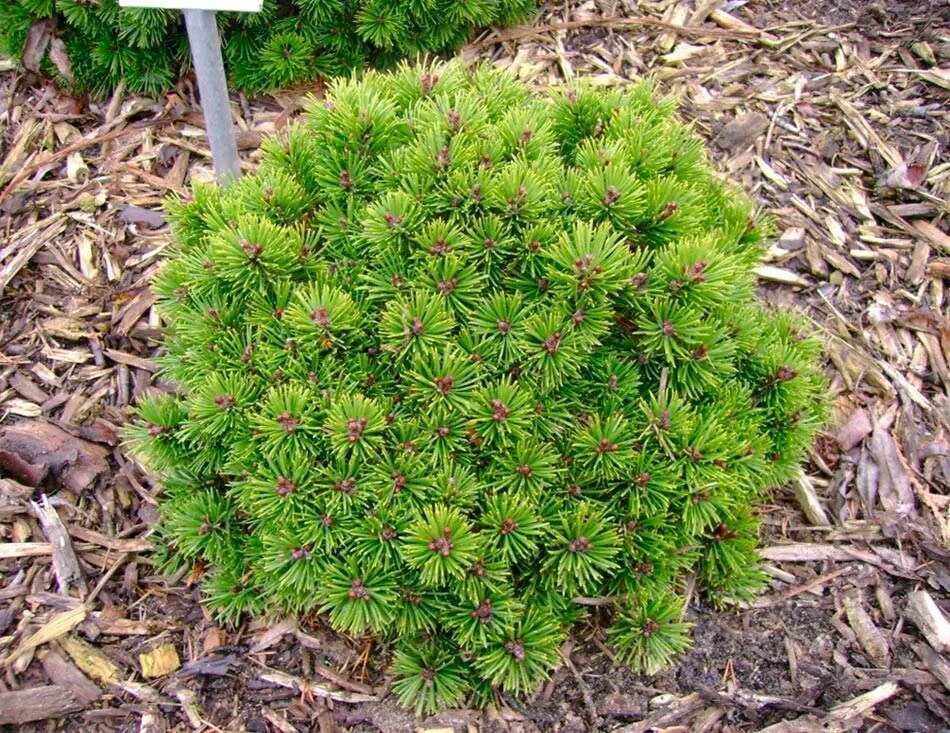 Сосна Муго Мопс. Сосна Горная Мопс (Pinus mugo Mops). Сосна Горная Allgau. Сосна Горная Pinus mugo Allgau. Карликовые хвойные