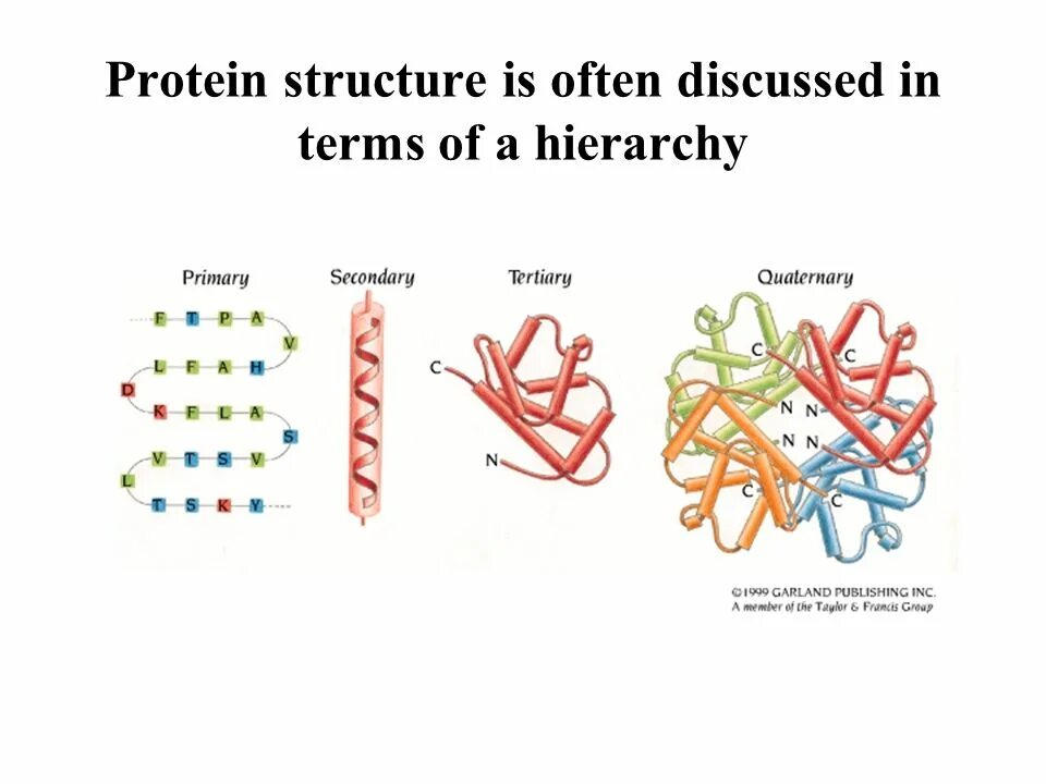 Primary secondary tertiary. Secondary structure of protein. tertiary structure of protein. primary structure of protein. quaternary structure of protein.