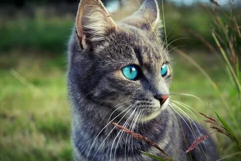 Красивая кошечка картинки