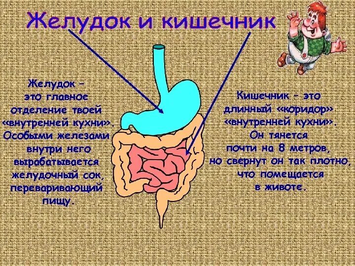 Плохо переваривается пища в желудке. Главный орган внутренней кухни. Внутренняя кухня человека. Главное отделение внутренней кухни. Желудок это своими словами для детей.