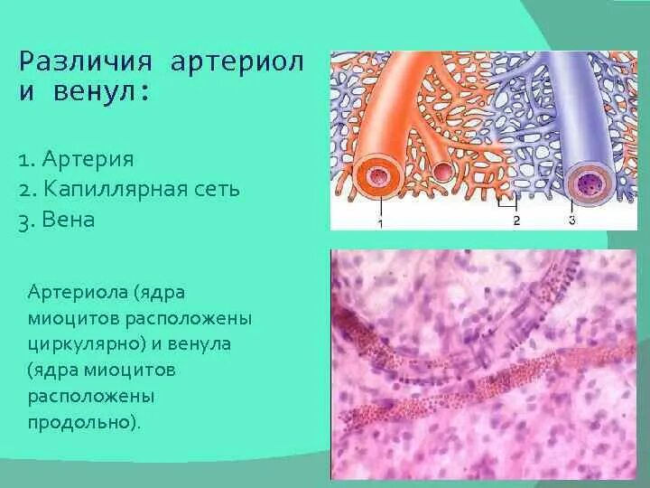 Венулы гистология. Венулы гистология