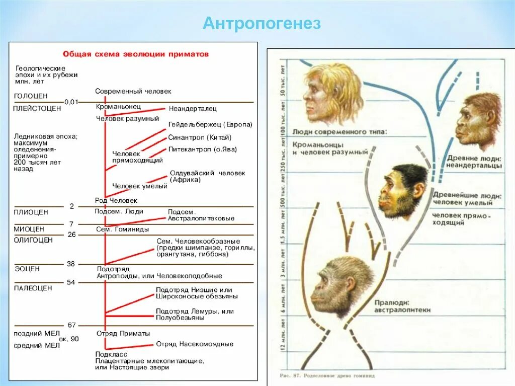 Антропогенез это в биологии 11. Антропогенез таблица ЕГЭ биология. Эволюция человека Антропогенез. Антропогенез биология 5 класс. Этапы антропогенеза биология