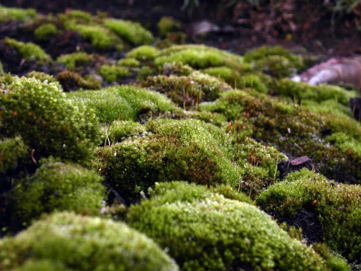 Moss time