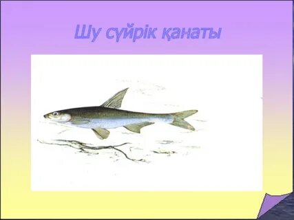 Қанаты жоқ ұшады аяғы жоқ желеді
