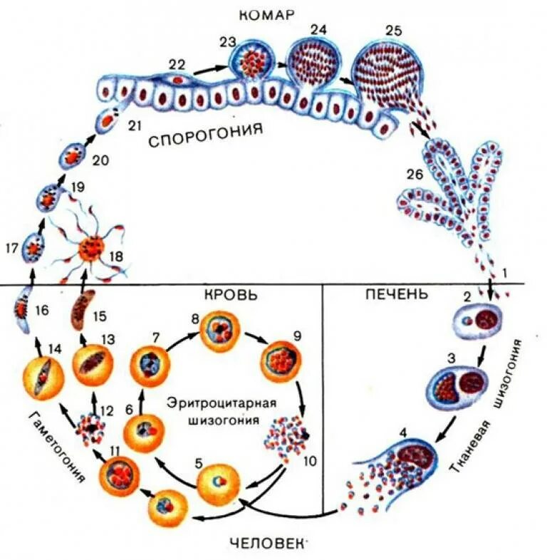 Цикл развития малярийного пл. Цикл размножения малярийного плазмодия. Цикл развития малярийного плазмодия. Цикл маоярийного попщмодия.. Малярия цикл развития малярийного плазмодия