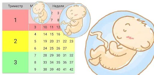 24 недели беременности сколько месяцев считается. Триместры беременности по неделям таблица. Триместры по месяцам и неделям. Недели беременности по месяцам. Недели месяцы триместры беременности.