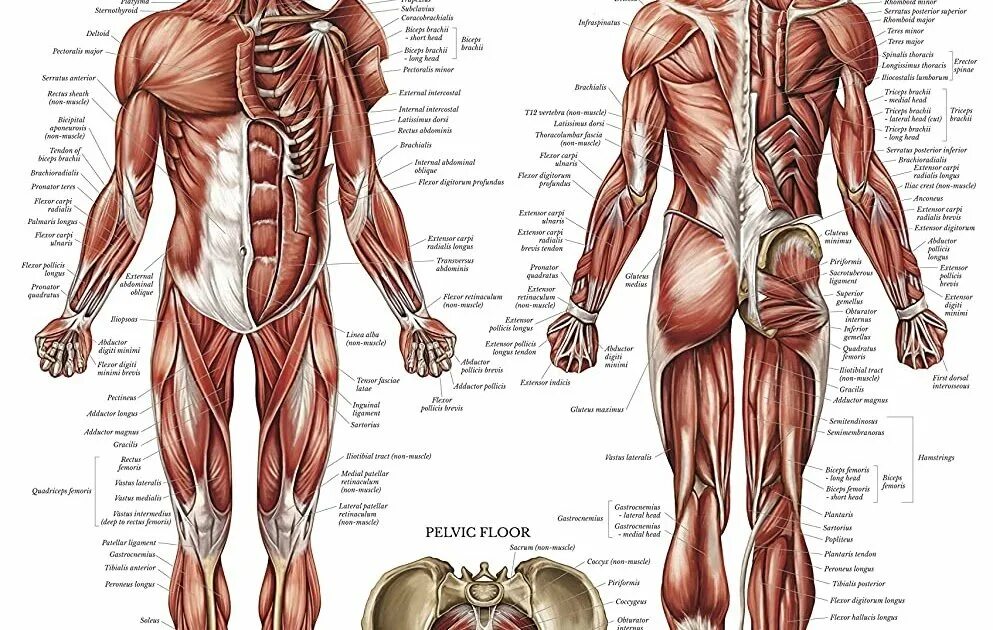 Атлас мышечной системы человека. Атлас анатомия человека мышечная система. Строение человека мышцы анатомия. Мышечная система человека схема для массажа. Назовите мышцы человека