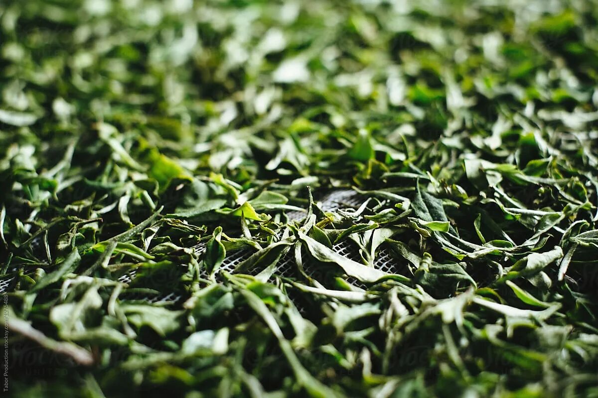 Листья чая китайского. Листья чая. Зеленый китайский чай Leaf. Высушенный зеленый чай. Бархатистый лист чая.