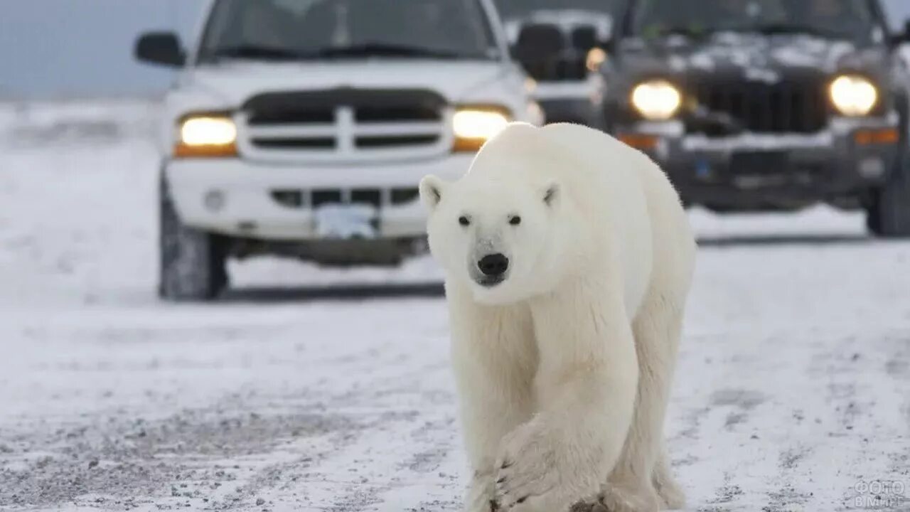 Белый медведь в Заполярье. Белый медведь в городе. Белые медведи в Канаде. Белые медведи на дороге. Белый медведь бег