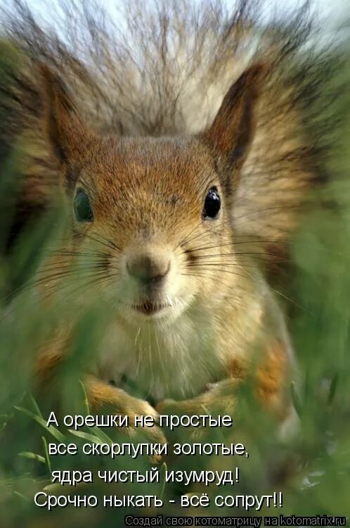 ядро чистый изумруд белку. белка с изумрудами. ядро чистый изумруд белку. три шустрые белки на ели. ядро чистый изумруд белку.