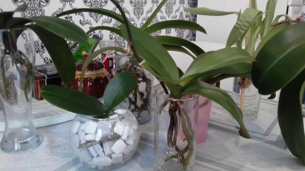 Орхидея в домашних условиях в воде. Фаленопсис открытая система. Орхидея фаленопсис в воде. Орхидея растет в воде. Орхидеи выращивать в воде.