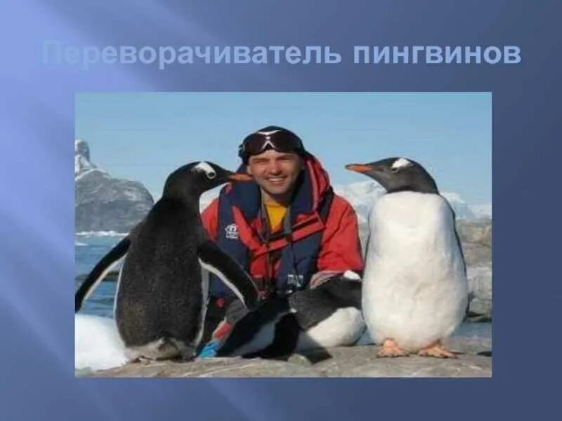 Подниматель пингвинов профессия. Антарктида переворачиватель пингвинов. переворачиватель пингвинов профессия. редкие профессии переворачиватель пингвинов.