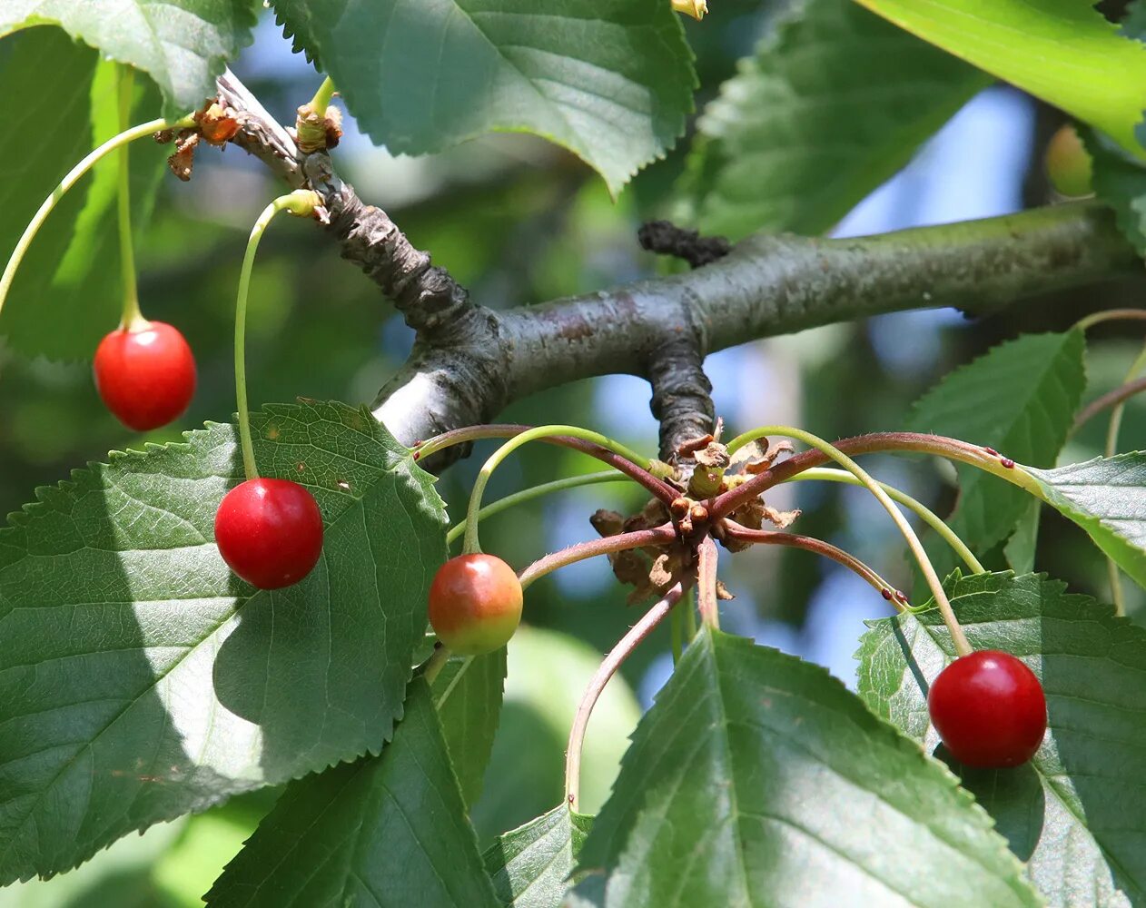 Вишня Птичья Prunus avium. Вишня Птичья – Cerasus avium. Вишня Птичья (черешня) Prunus (=Cerasus) avium. Вишня Птичья (Cerasus avium (l.) Moench).