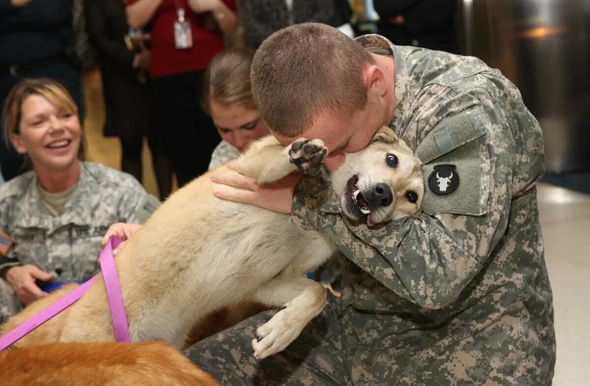 Военная собака. Встреча собак. Встреча собаки и человека. Преданные собаки. Прощание с хозяином
