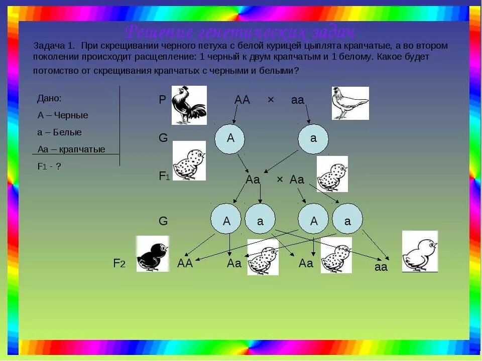 При скрещивание курицы с листовидным. Задачи по генетике на моногибридное скрещивание. Скрестили черного петуха с белой курицей цыплята получились серыми. Задачи на скрещивание птиц. Расщепление по окрасу кур.