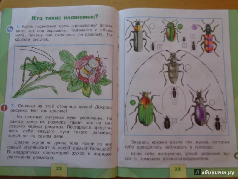 Окружающий мир 1 класса первая часть. Насекомые 1 класс окружающий мир. Окружающий мир 1 класс. Окружающий мир: жуки. Насекомые окружающий мир 2 класс рабочая тетрадь.