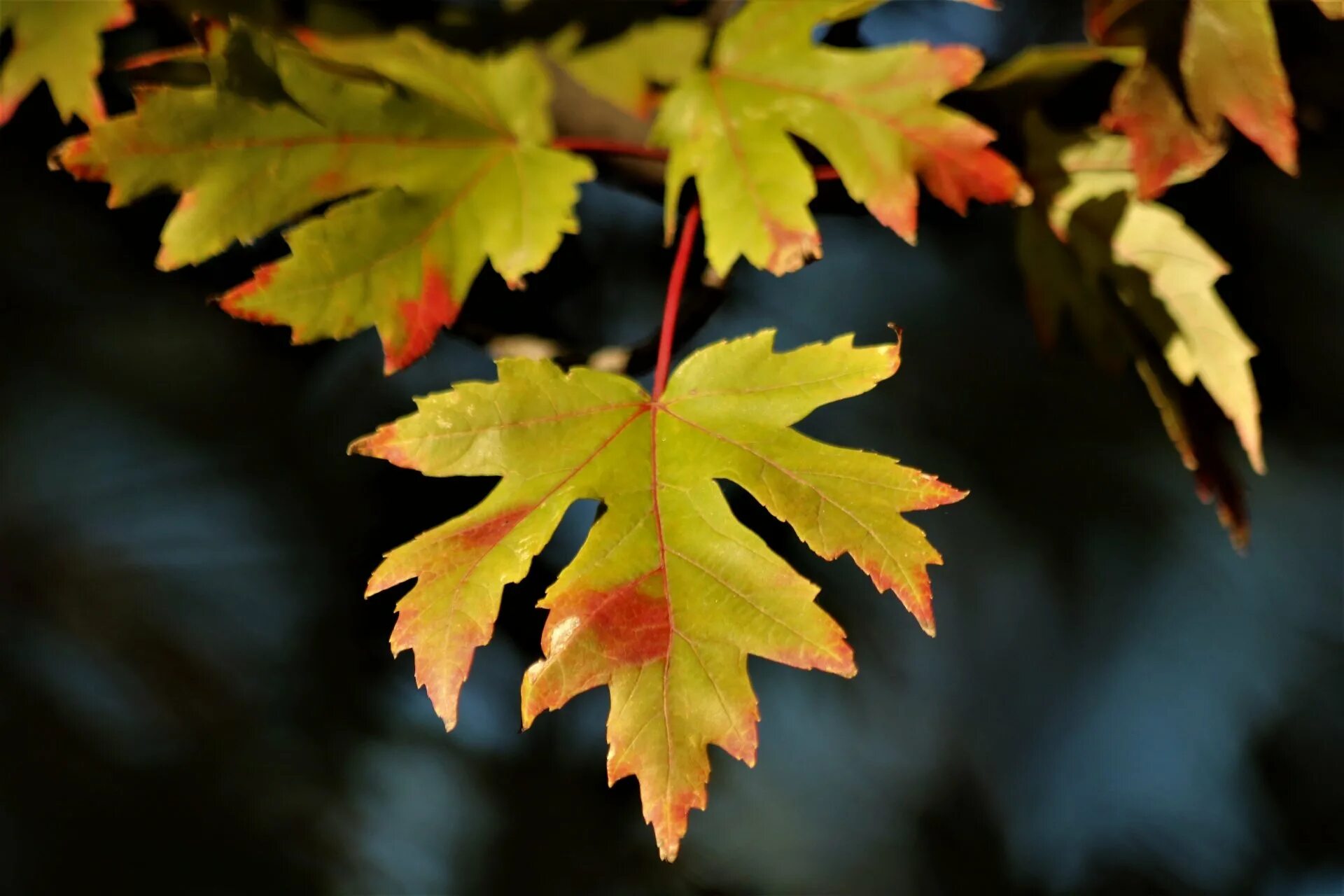 Maple кленовый лист. Клен и кленовый лист. Листик клена. Осенние листья. Клен цвет листьев осенью