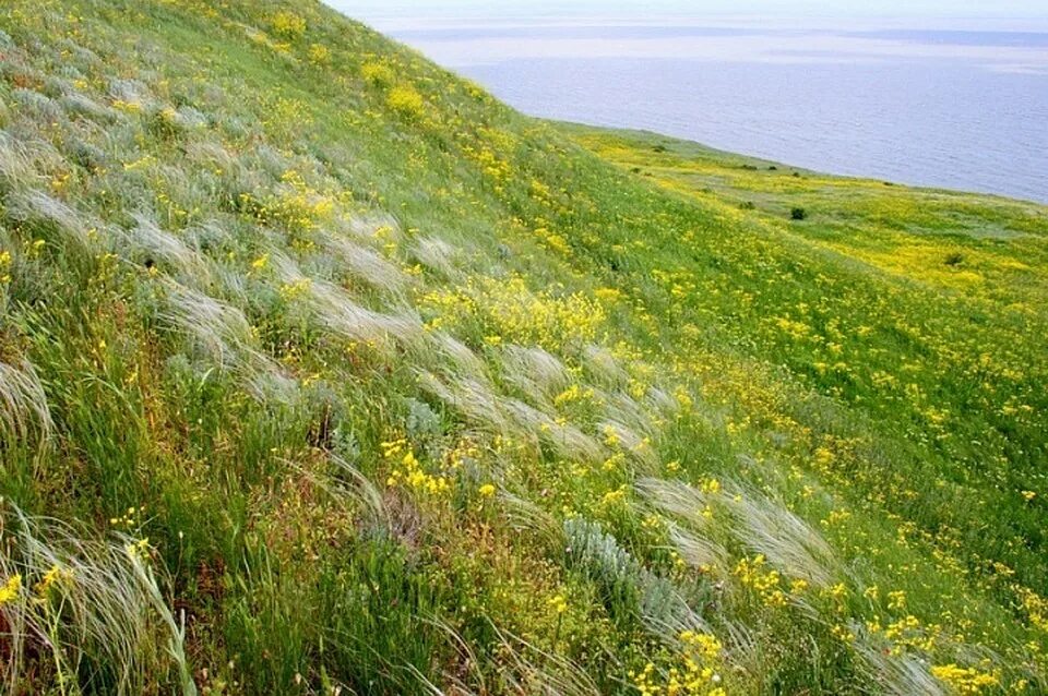 Степи тамани. Природный парк Анапская Пересыпь. Анапа степь. Анапская Пересыпь ООПТ, зоны. Природного парка «Анапская Пересыпь»..